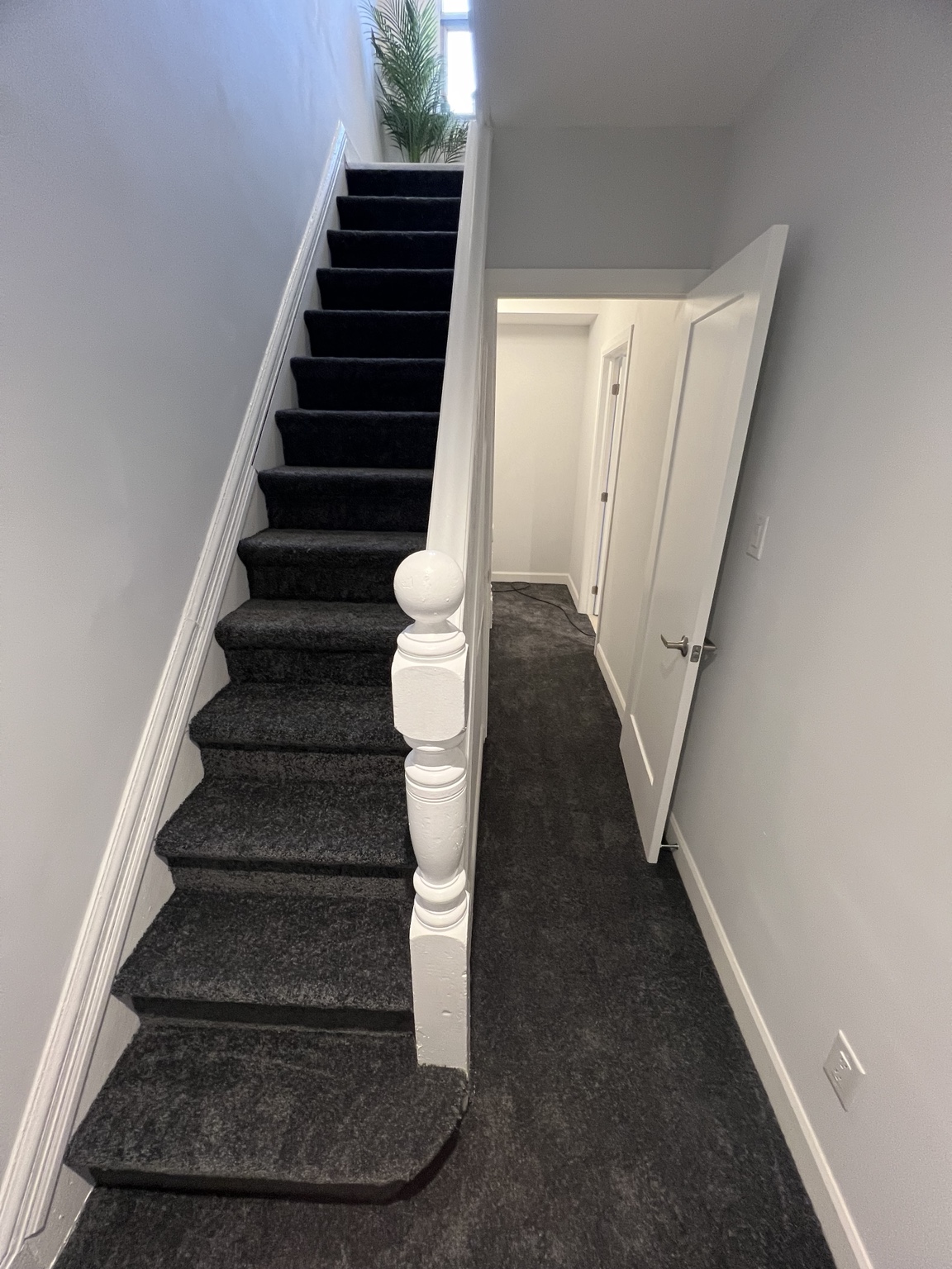 Carpet — Forest Hill